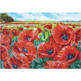 Red Poppy Field