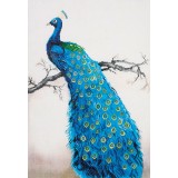 Blue Peacock