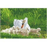 Mother Swan & Signets