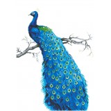 Blue Peacock