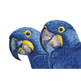 Blue Hyacinth Macaws